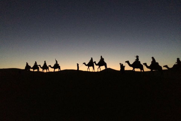 camel_night
