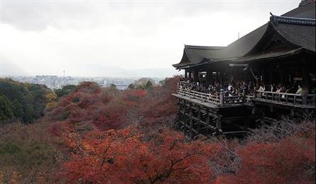 去日本遇見楓情畫