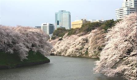 與日本櫻花浪漫邂逅