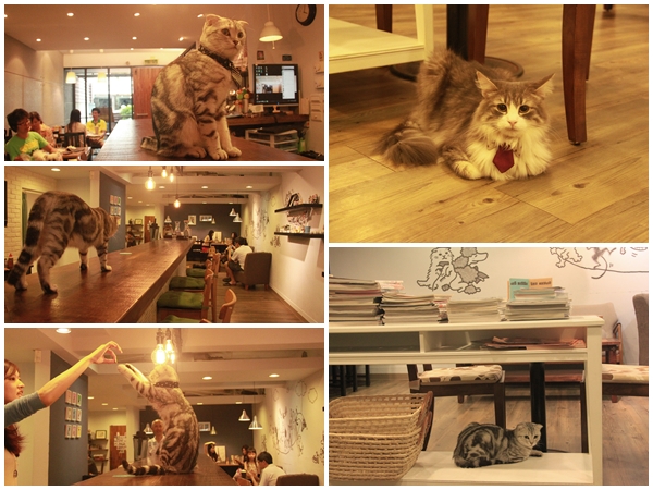 小春日和店貓