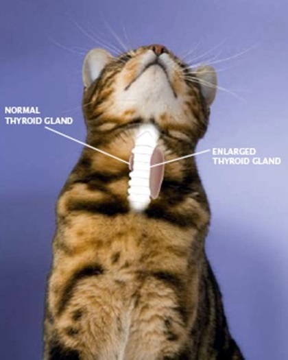 thyroid-gland.jpg