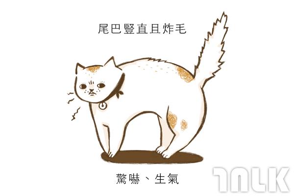 Cat單圖07.jpg