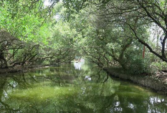 【台南】四草綠色隧道  看見台灣之美