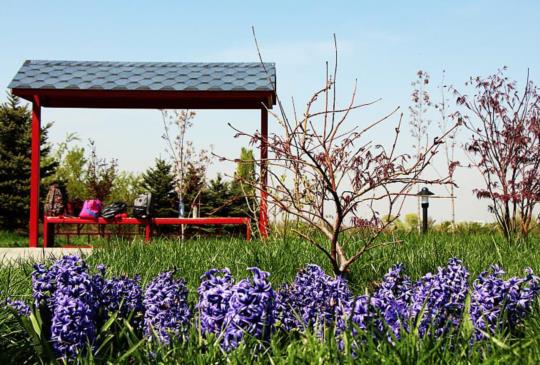 【中亞哈薩克】夏日炎炎賞花去：第一總統公園