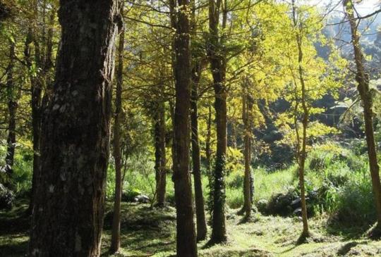 到台灣輕井澤避暑！走訪【南投】溪頭自然深度之旅