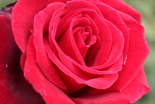 【瑞士】玫瑰公園絕讚制高點 一覽伯恩舊城區