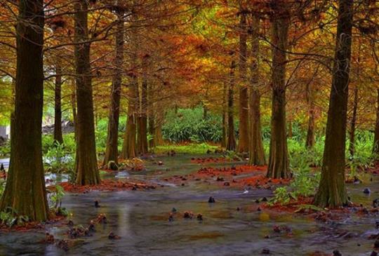 探索落羽松秘境，快來浪漫一下！特搜全台八大落羽松秘境