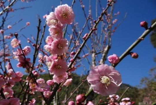 【賞花特輯】踏雪尋梅去！探訪全台八大賞梅秘境