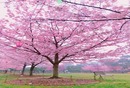 【日本】賞櫻秘境， 讓你掉到夢幻般的櫻花海