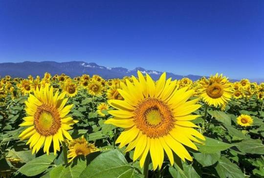 【夏日限定絕景～讓人有滿滿戀愛感的日本夏日風物詩】