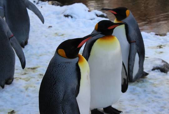 【瑞士】樂遊蘇黎世動物園
