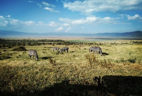 【東非．坦尚尼亞】恩格龍格魯自然保護區 - 火山口裡自給自足的生態系