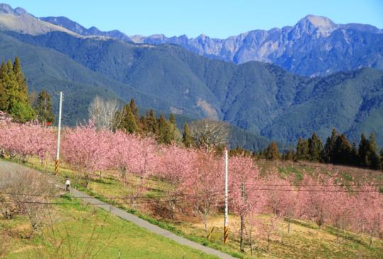 【台中。福壽山農場】防疫之外不忘紓壓，台灣風光無限～來福壽山追星賞花好好玩！