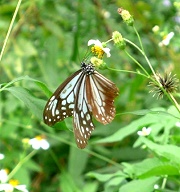 【花蓮】太魯閣的高山湖泊-蓮花池探訪