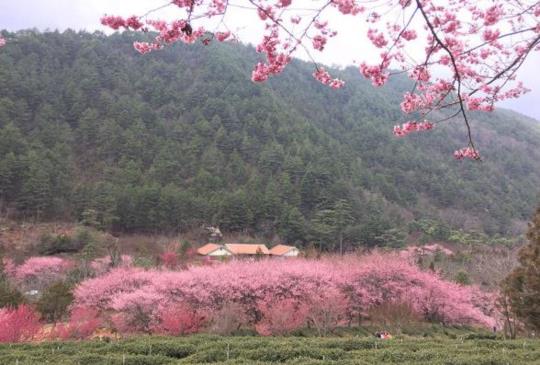 【2018武陵農場櫻花季】2/16 登場，賞櫻一日遊攻略