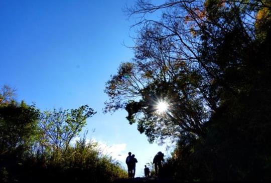 漫遊撼動心靈的巨木森林，沈浸在上帝的部落【司馬庫斯】