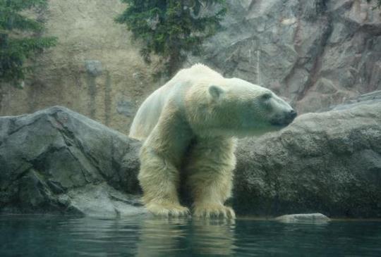 【日本．北海道】日本最受歡迎，充滿愛與幸福的「旭山動物園」