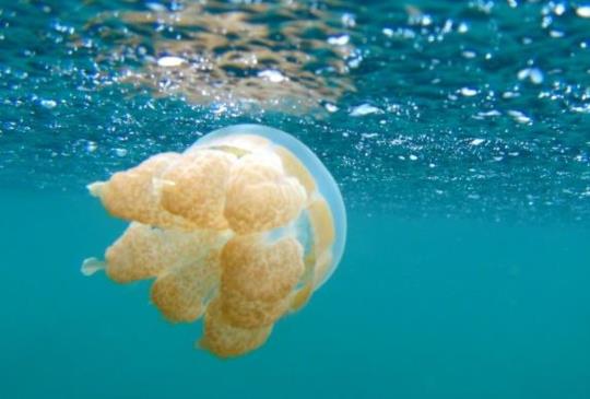 【帛琉】絕美純淨的藍色海洋度假天堂