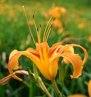 2014花東金針花季