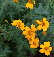 苗栗農趣小旅行：舊山線鐵道漫步 農場手作窯烤麵包