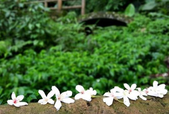 【新竹】一年四季皆可微旅行的橫山「大山背」
