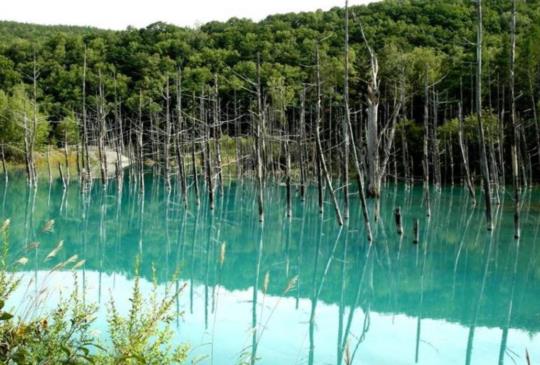 北海道人間仙境「青池」 眼睛不敢相信的藍