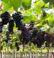 超人氣彰化二林12月微醺小旅行 餐桌上美味約會