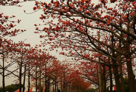 【台南】林初埤木棉道 名列全球第11名最美花道