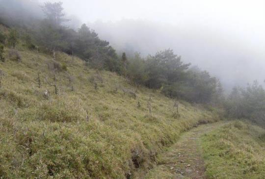 【南投】大山我來了！瀟灑走入鹿林山、麟趾山的幽境