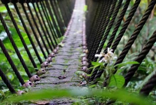 【新竹】浪漫古道行 內灣馬胎古道