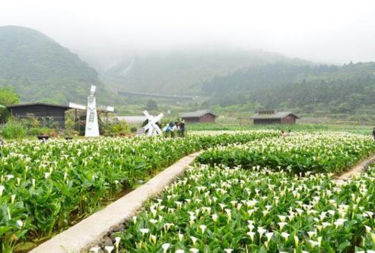 春遊竹子湖！2016竹子湖海芋季開跑