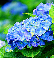 相約紫陽花開時：從京都出發，賞遊3大雨之花名所