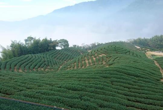 【南投】會讓人把心情留在這裡的幽靜 - 仙境般的八卦茶園