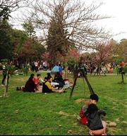 初春不用到日本追櫻！【新竹】市區野餐賞櫻趣