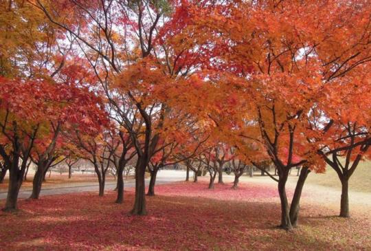 【韓國】慶州-古老城市秋楓漫遊