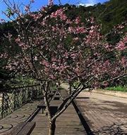 2015年新北市櫻花季 熱門景點總整理