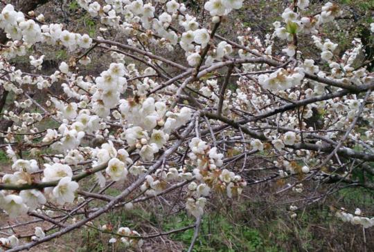 【南投】省道21號公路秘境：歲末初春賞梅看花吃美食