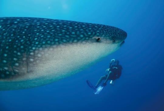 菲律賓歐斯陸村 不用碰運氣相約大海同鯨鯊翱遊