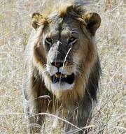 去肯亞看動物大遷徙的七大疑慮