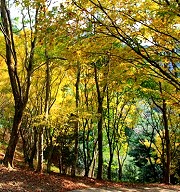 綻放的後花園-桃源仙谷