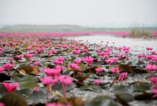 【季節限定 泰國東北烏隆他尼府 紅蓮花海 (簡介＆交通)】