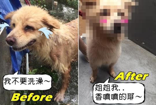 《已待養》【大變身！】收容所髒兮兮狗狗洗完澡變名犬，志工驚嘆「歐買尬～」