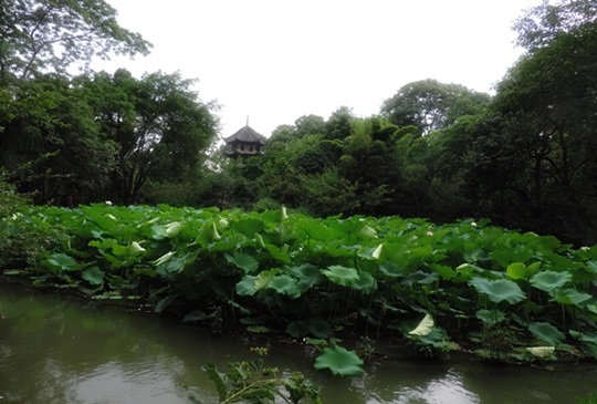 【中國．四川】草堂的詩詞世界