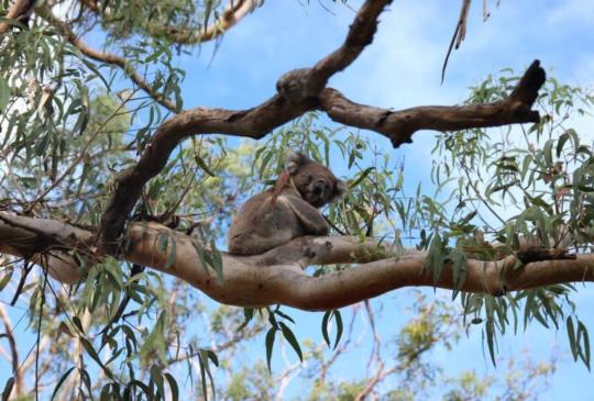 【澳洲】最美的海岸公路 − 大洋路奇石景觀