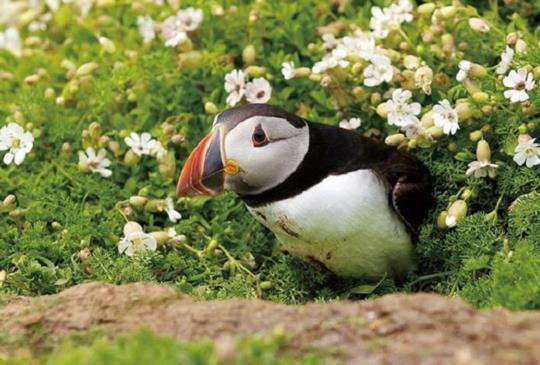 【冰島】韋斯特曼納群島 超萌療癒系海上小丑