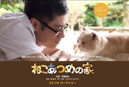 【《貓咪收集之家》：療癒的存在】