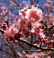 春節賞花趣：跟著花卉遊寶島