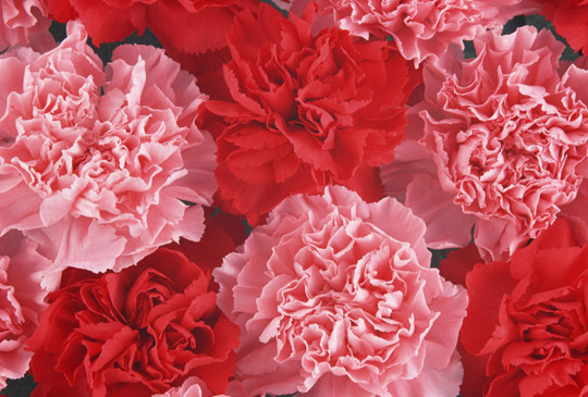 【母親節】帶不同星座的媽媽出遊去！