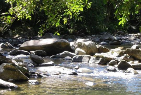 秋老虎發威！到坪林秘境「金瓜寮觀魚蕨類步道」消暑去～