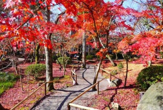 【京都】秋楓之美－必訪紅葉名所